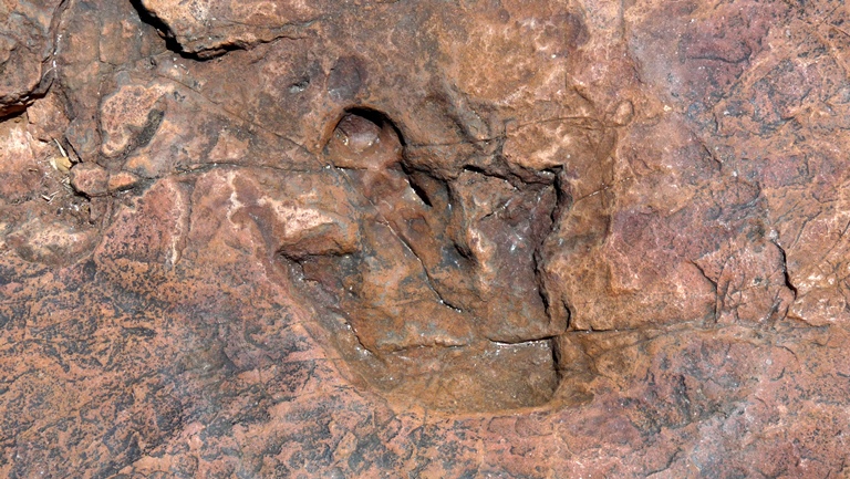 Gro&szlig;e Dinosuars Tracks